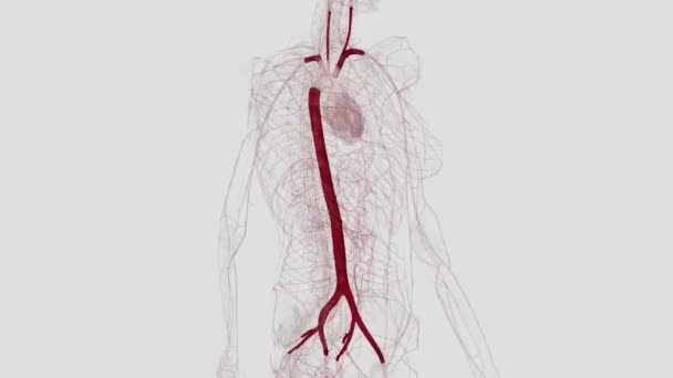 Principalele Ramuri Ale Aortei Includ Artera Brachiocefalică Artera Carotitidă Stângă — Videoclip de stoc