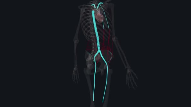 Die Anterolaterale Bauchdecke Verfügt Über Eine Komplizierte Versorgung Mit Arterien — Stockvideo
