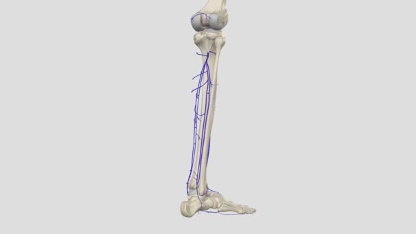 小腿的深静脉系统包括胫前 胫后静脉和双侧腹静脉 — 图库视频影像