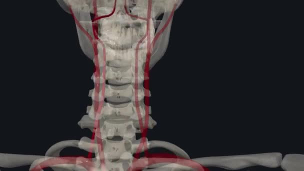 Omurilik Atardamarları Beyne Omurgaya Kan Sağlamak Için Boyundaki Omurga Boyunca — Stok video