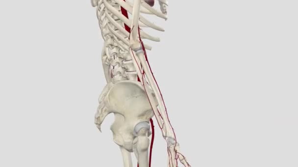 Antebrazo Arteria Radial Arteria Radial Uno Los Dos Vasos Sanguíneos — Vídeo de stock