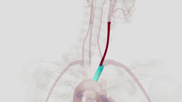 Arteria Carótida Común Una Arteria Elástica Grande Que Proporciona Principal — Vídeos de Stock