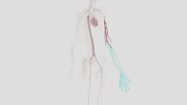 上肢的主要动脉是 锁骨下动脉 腋窝动脉 臂弯动脉 尺动脉和桡动脉 — 图库视频影像