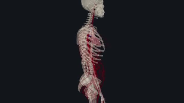 Huvudgrenarna Från Aortan Inkluderar Brakiocephalic Artär Vänster Halspulsåder Och Vänster — Stockvideo
