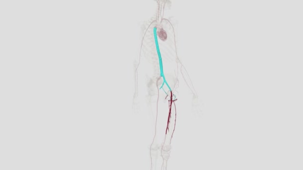 股骨动脉及其分支供应大腿的大部分 以及整个腿和脚 — 图库视频影像