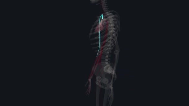 径向动脉径向动脉是向前臂和手部供血的两个主要血管之一 — 图库视频影像