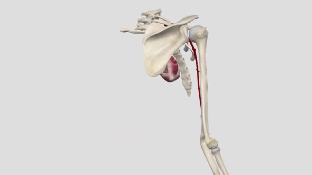 Die Arteria Brachialis Ist Die Verlängerung Der Arteria Axillaris Beginnend — Stockvideo