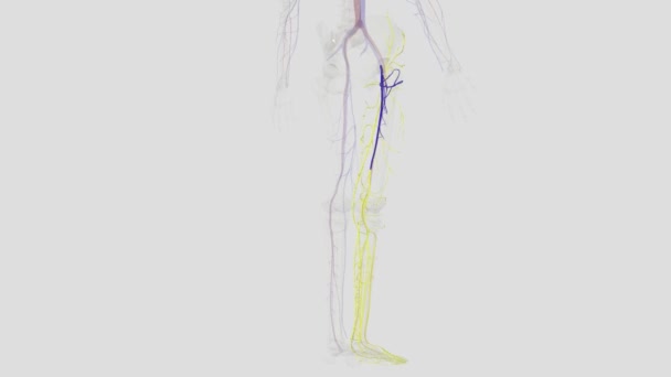股骨深静脉 即股骨深静脉 Deep Vein Thigh或Profunda Femoris Vein 是大腿的一个大的深静脉 — 图库视频影像