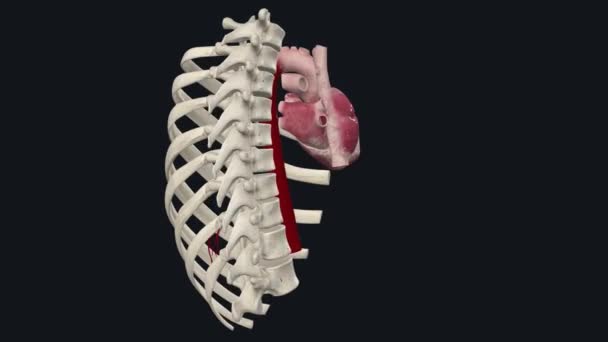 Arteria Frénica Superior Una Arteria Bilateral Emparejada Cavidad Torácica — Vídeo de stock