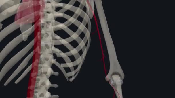 Брахіальна Артерія Розширення Аксілярної Артерії Починаючи Нижньої Межі Головного Яза — стокове відео