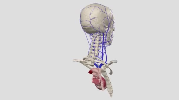 头颈静脉可分为三组 头颈外静脉 头颈外静脉 颈部静脉 — 图库视频影像