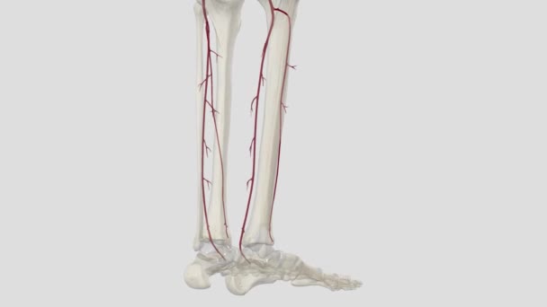 Anterior Tibial Arter Popliteal Arterin Ana Dallarından Biridir — Stok video