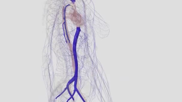 身体最大的两个静脉是上腔静脉 将血液从上腔直接输送到右心房 下腔静脉 将血液从下腔输送到右心房 — 图库视频影像
