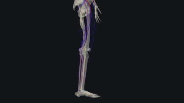 大隐静脉是一种巨大的静脉血管 从踝关节到腹股沟 靠近腿的内面 — 图库视频影像
