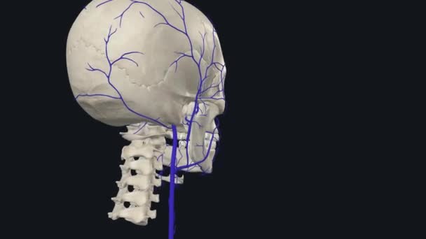 内部颈静脉 这些静脉比外部静脉大 可以让大脑的血液回到你的胸部 — 图库视频影像