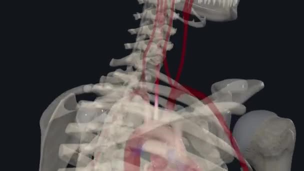 일반적인 Carotid 동맥은 대동맥 아치의 번째이자 지점입니다 — 비디오