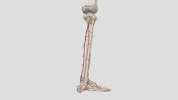 Alt Bacağın Atardamarı Peroneal Arter Tibiyal Arter — Stok video