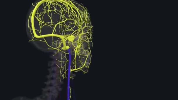 Interior Jugular Veins Larger External Veins Allow Blood Your Brain — Stock Video