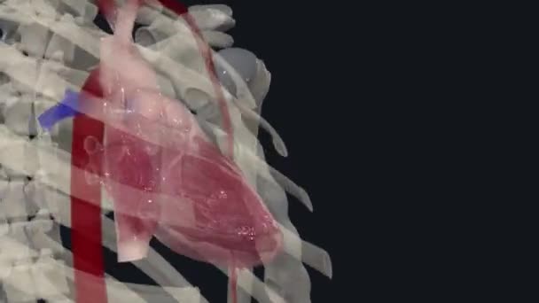 軸動脈はアクシラを通過する大きな筋肉容器です — ストック動画