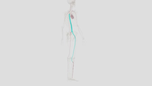 Arteria Tibial Anterior Una Las Ramas Terminales Arteria Poplítea — Vídeos de Stock