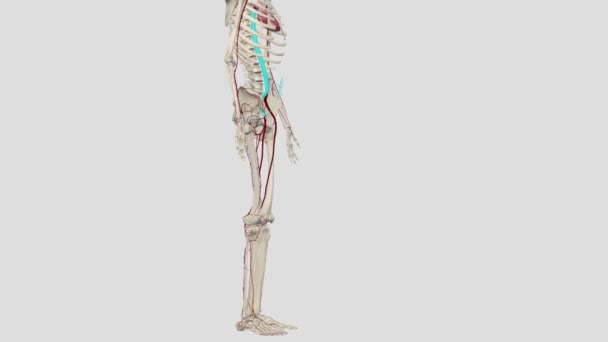 ローワー ライムのアーティスト 外部のイルカ動脈 右と左 下肢の他の動脈に血液を運ぶ — ストック動画