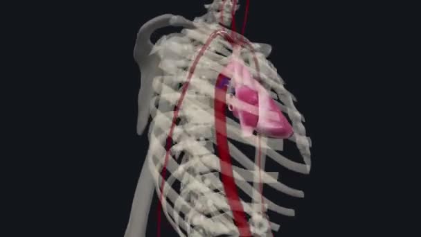心臓は タフな筋肉壁のいくつかの層で構成されています ミオカルディウム — ストック動画