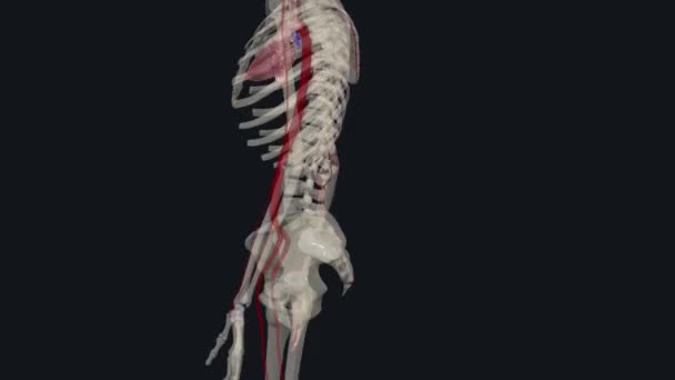 Arterial Supply Upper Limb Derived Subclavian Artery Arterial Supply Upper — Stock Video