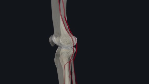 Popliteal Artery Located Your Knee Runs Your Knee Pit — Stock Video