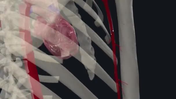 Torasik Aort Göğüs Kafesinde Bulunan Aortun Bir Parçası Aort Kemerinin — Stok video