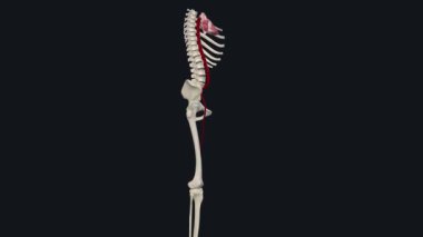 Popliteal arter dizinin arkasında ve diz çukurunun arkasında..