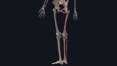 Alt uzvun atardamarları. Dış iliak arterler (sağ ve sol) alt uzuvların diğer arterlerine kan taşır.