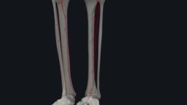 Anterior tibial arter, popliteal arterin ana dallarından biridir.