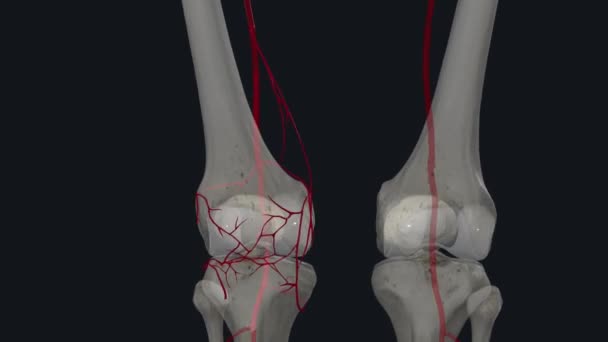 Kniegewricht Bloedtoevoer Afgeleid Van Een Rijke Anastomose Van Vijf Belangrijkste — Stockvideo