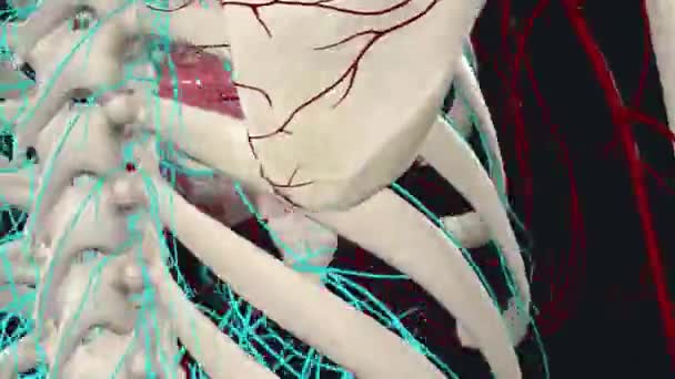 Грудна Аорта Частиною Аорти Розташованої Грудній Клітці Продовження Аортальної Арки — стокове відео