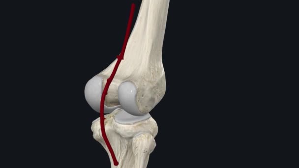 ポップライトの動脈はあなたの膝の後ろにあり あなたの膝のピットの後ろで動きます — ストック動画