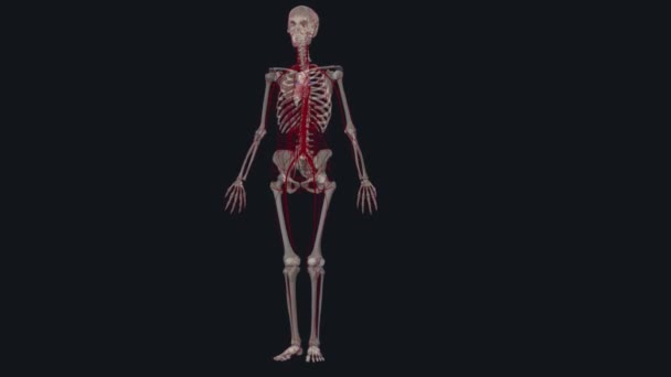 全身动脉将含氧血液从左心室输送到身体组织 — 图库视频影像