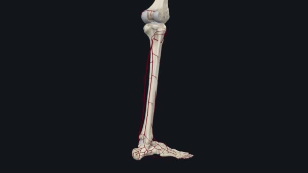 Alt Bacağın Atardamarı Peroneal Arter Tibiyal Arter — Stok video