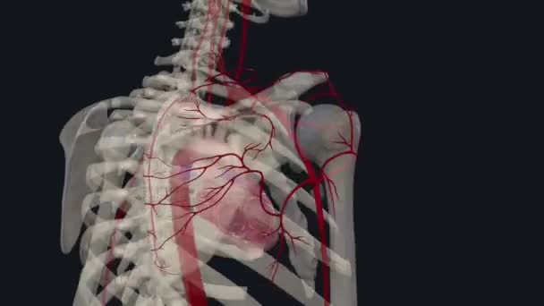 Torakromial Arter Göğüs Bölgesi Deltoid Klaviküler Akromiyal Dalların Kas Derilerini — Stok video