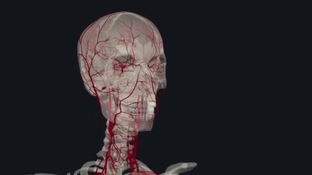 Arteries Head Neck — Stock Video