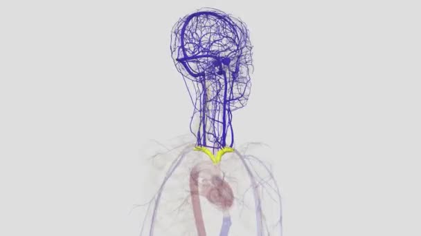 Pembuluh Darah Kepala Dan Leher Dapat Dibagi Menjadi Tiga Kelompok — Stok Video