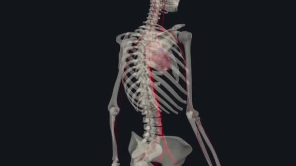 体内で最大の動脈は大動脈であり それは4つの部分に分かれています アスカルタ 大動脈アーチ 大動脈 および腹部欠乏 — ストック動画