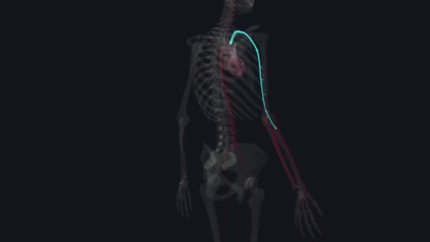 Antebrazo Arteria Radial Arteria Radial Uno Los Dos Vasos Sanguíneos — Vídeo de stock