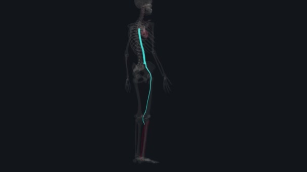 小腿的三条动脉是腹膜动脉 胫前动脉 — 图库视频影像
