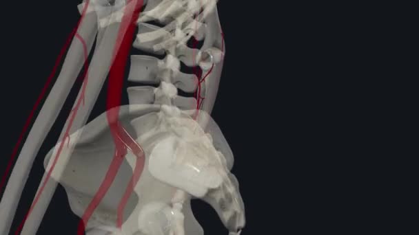 Onderarm Radial Artery Radiale Slagader Een Van Twee Grote Bloedvaten — Stockvideo