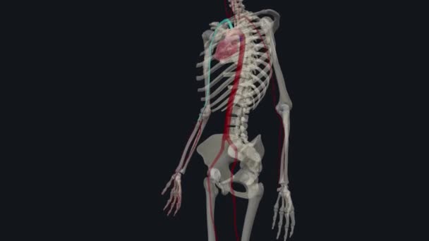 尺动脉是前臂内侧的主要血管 具有氧合血液 — 图库视频影像