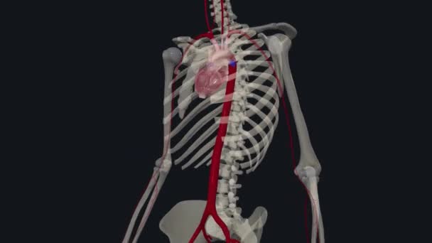 Největší Tepnou Těle Aorta Rozdělena Čtyř Částí Stoupající Aorta Aortální — Stock video