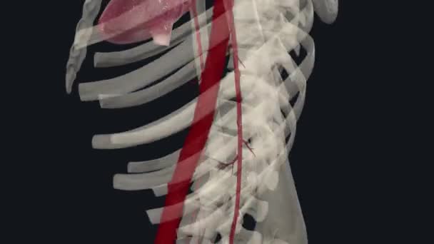 Плечевая Артерия Расширение Подмышечной Артерии Начинающееся Нижнего Края Малой Мышцы — стоковое видео