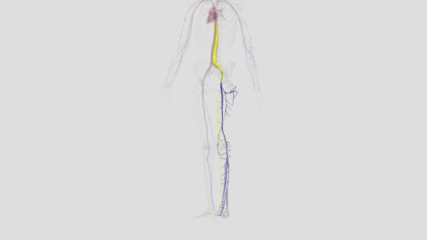 下肢的静脉排出缺氧的血液 并将其输送到心脏 — 图库视频影像