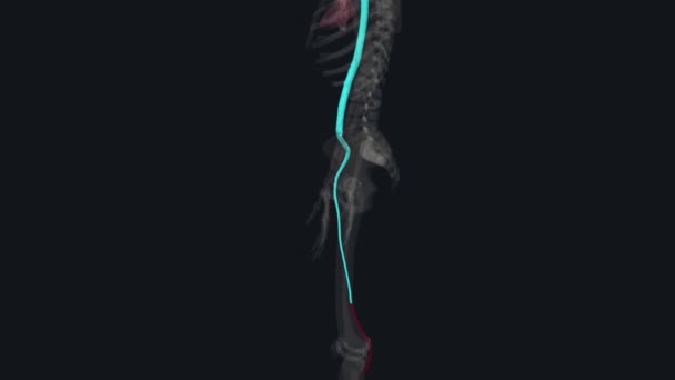Arteri Popliteal Terletak Belakang Lutut Anda Dan Berjalan Belakang Lubang — Stok Video