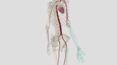 Üst uzvun ana arterleri şunlardır: subklavyen arter, axillary arter, brakiyal arter ve dirsek ve radyal arter..